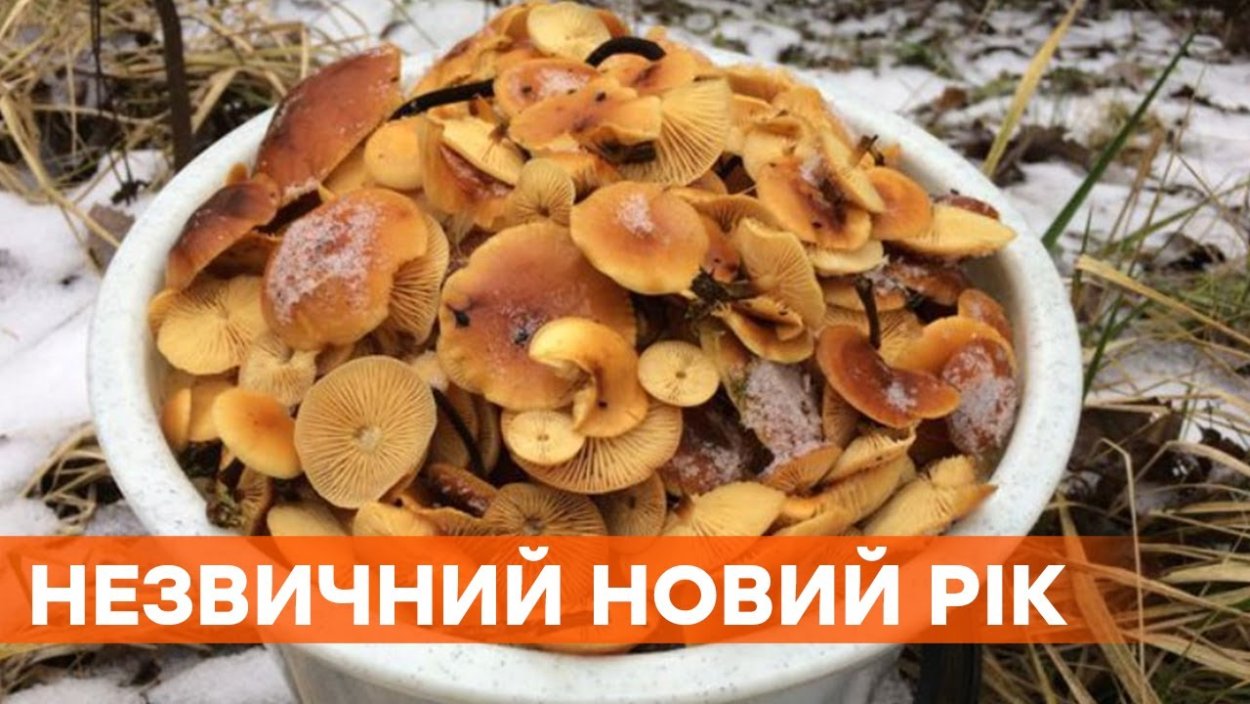 Грибы в лесу в декабре