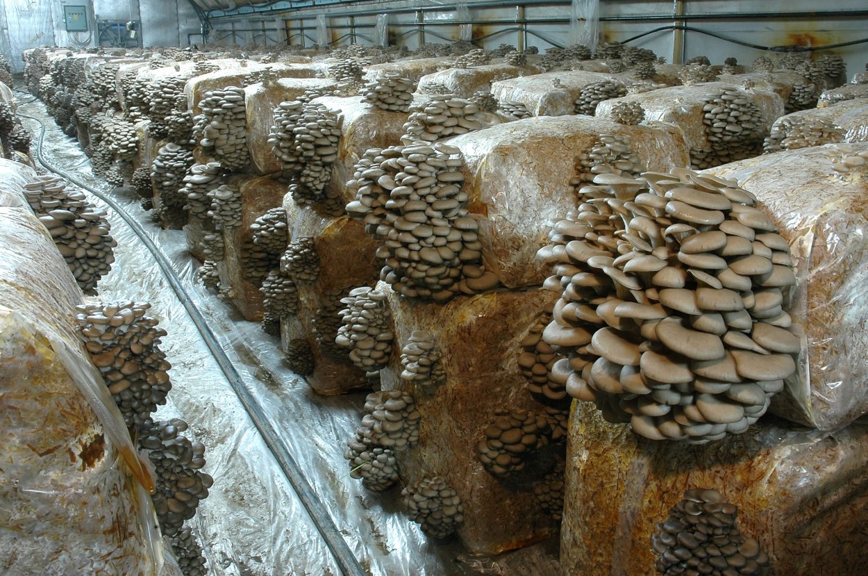 Мицелий Psilocybe Cubensis