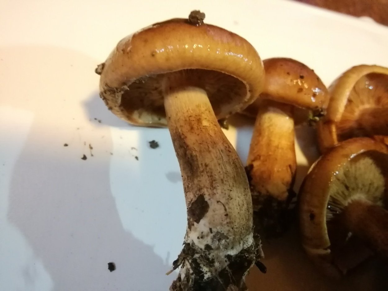 Рядовка жёлто-бурая