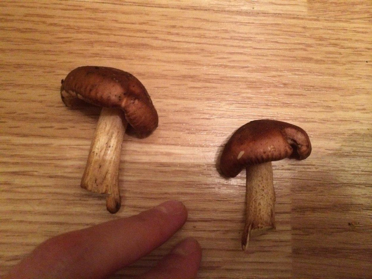 Маленькие грибы с коричневой шляпкой