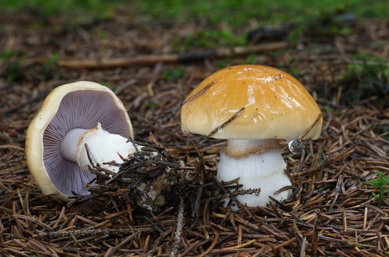 Cortinarius varius