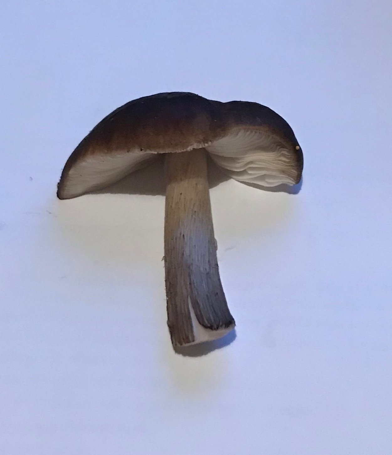 Плютей хиббетта (Pluteus hibbettii)