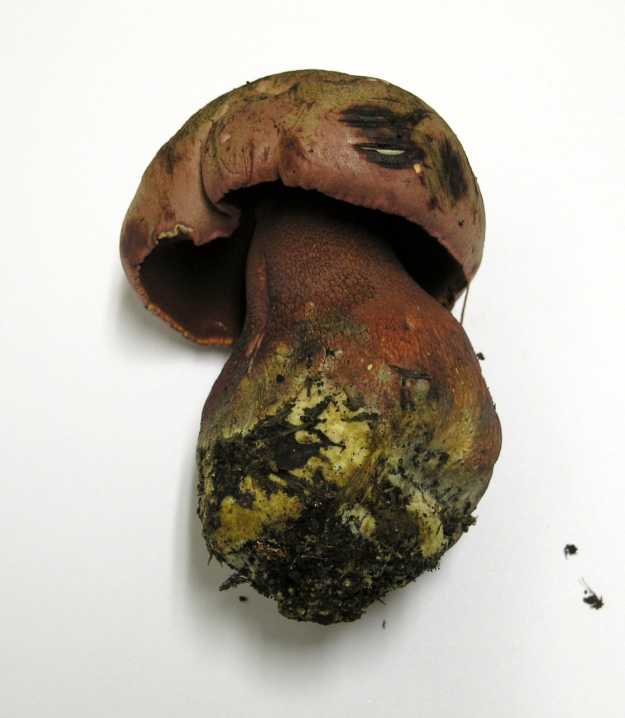 Боровик девичий (Boletus appendiculatus)