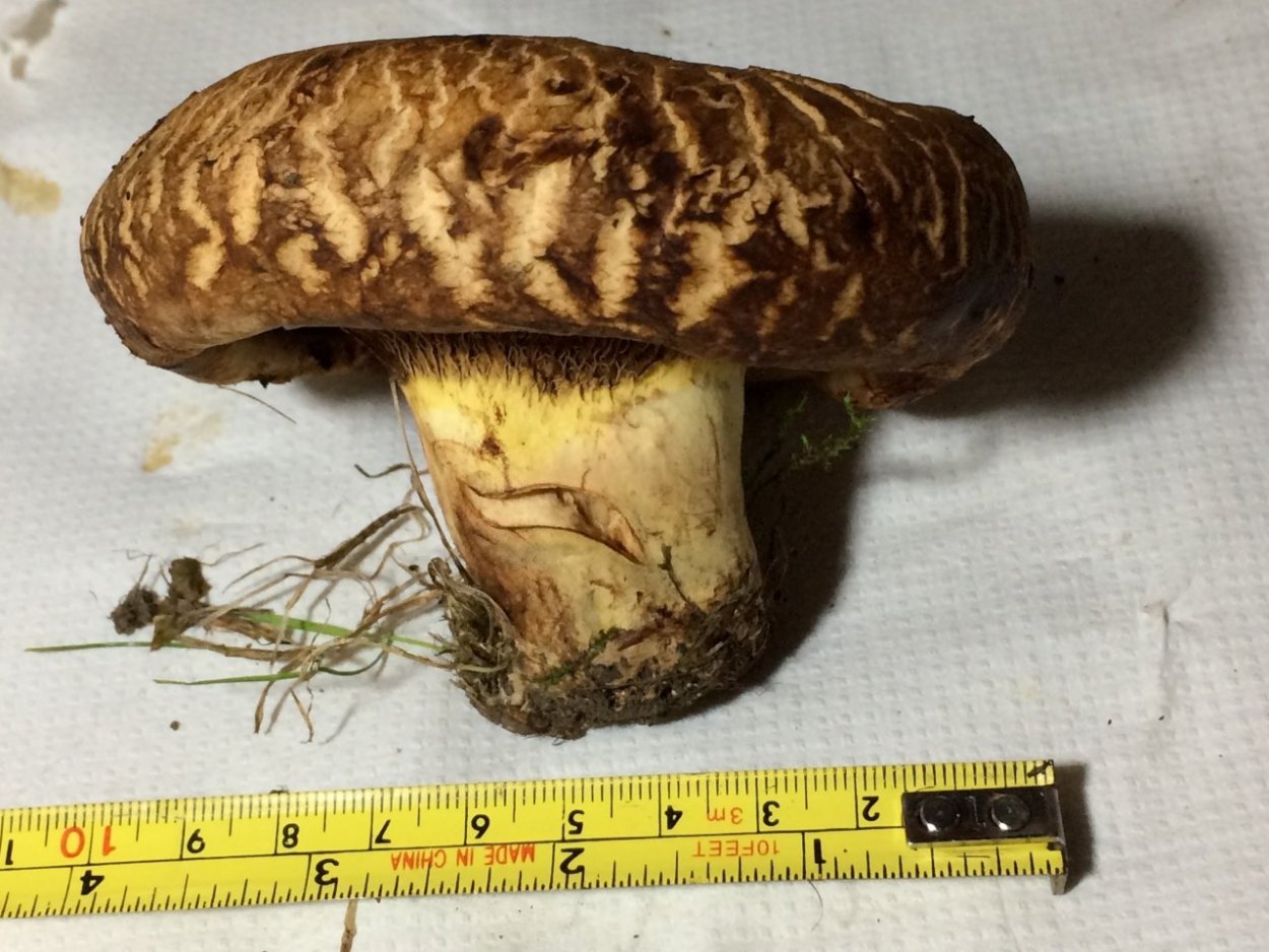 Свинушка шляпка перстроя