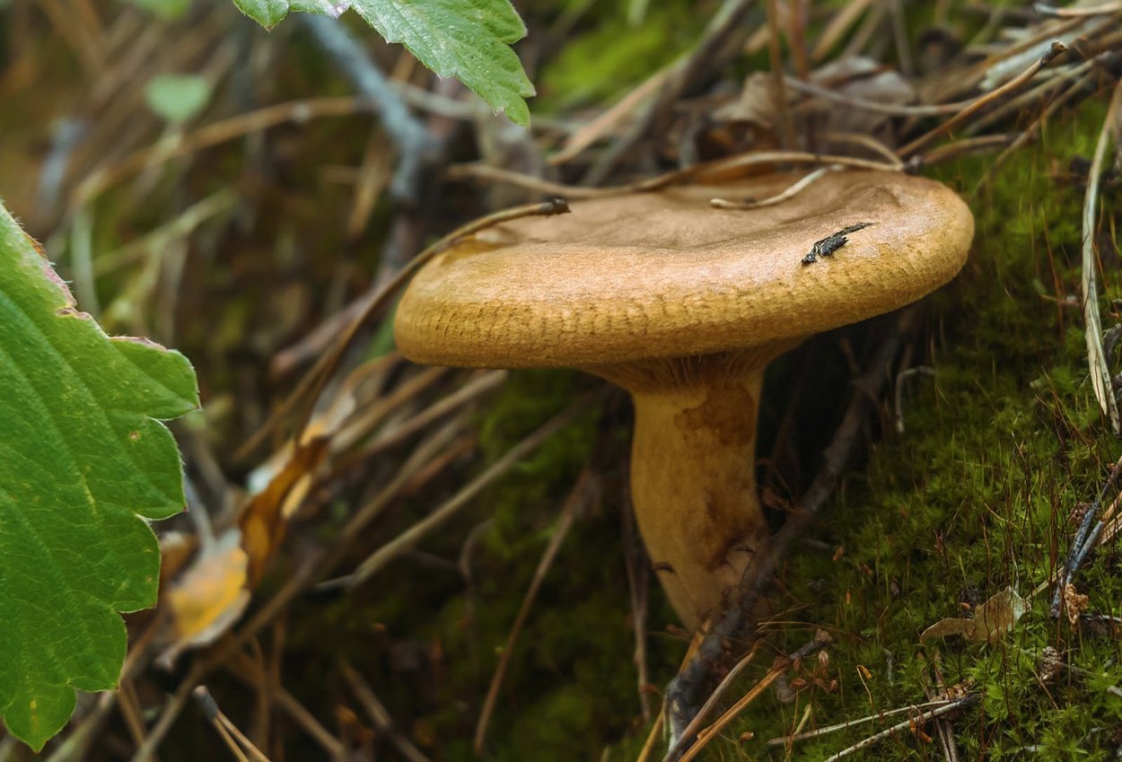 Свинушка тонкая Paxillus involutus