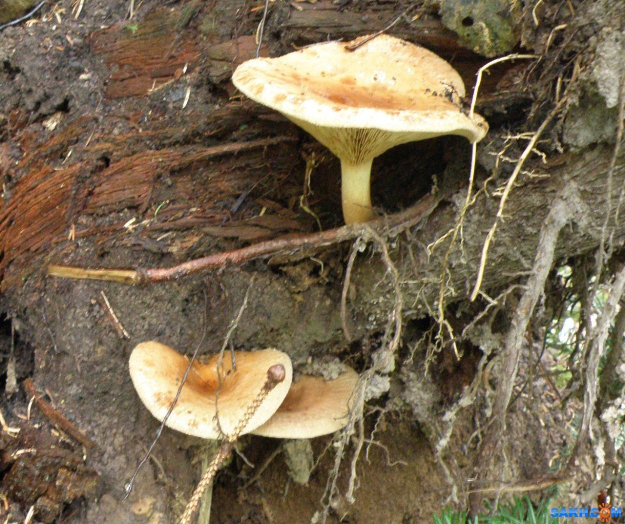 Рыжик Сосновый/Боровой (Lactarius deliciosus);