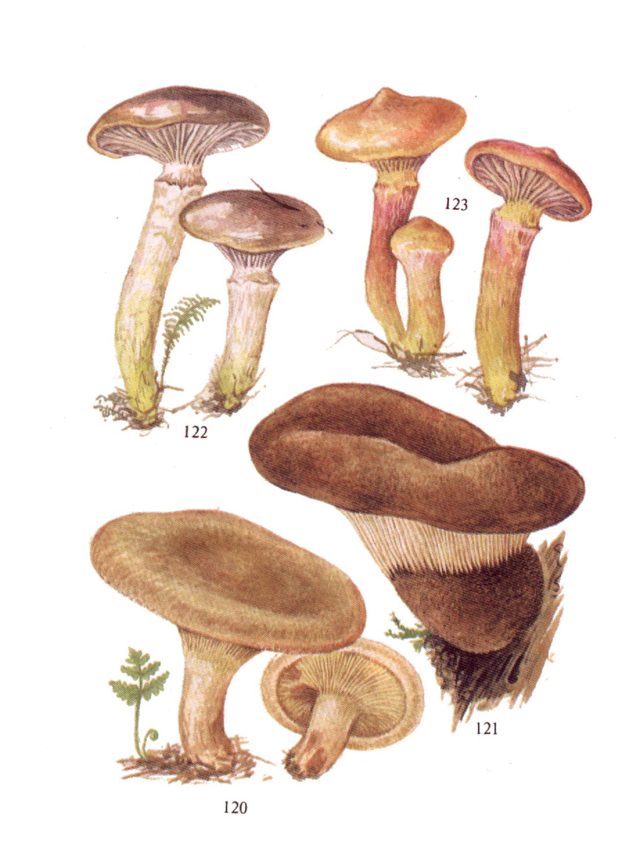 Свинушка млечник