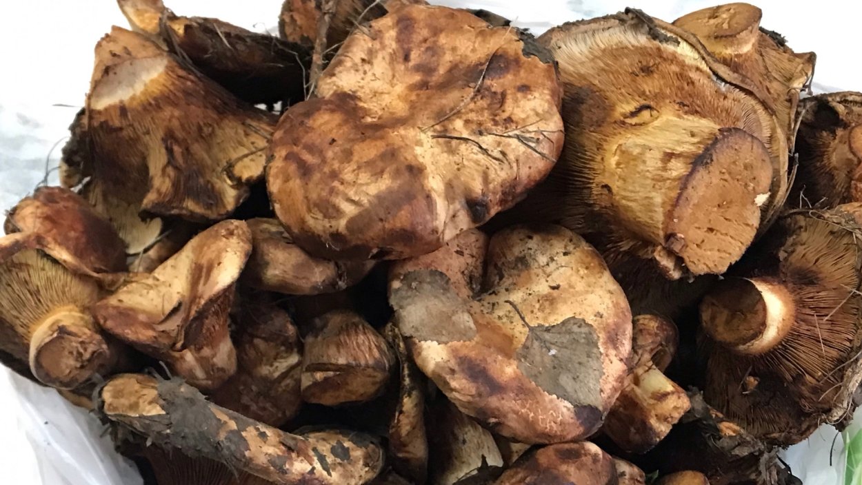 Свинушка тонкая Paxillus involutus