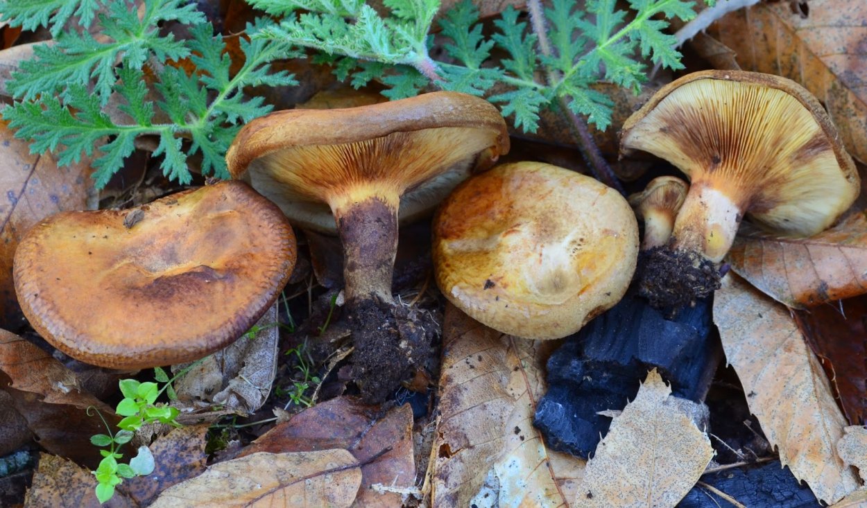 Свинушка Paxillus rubicundulus