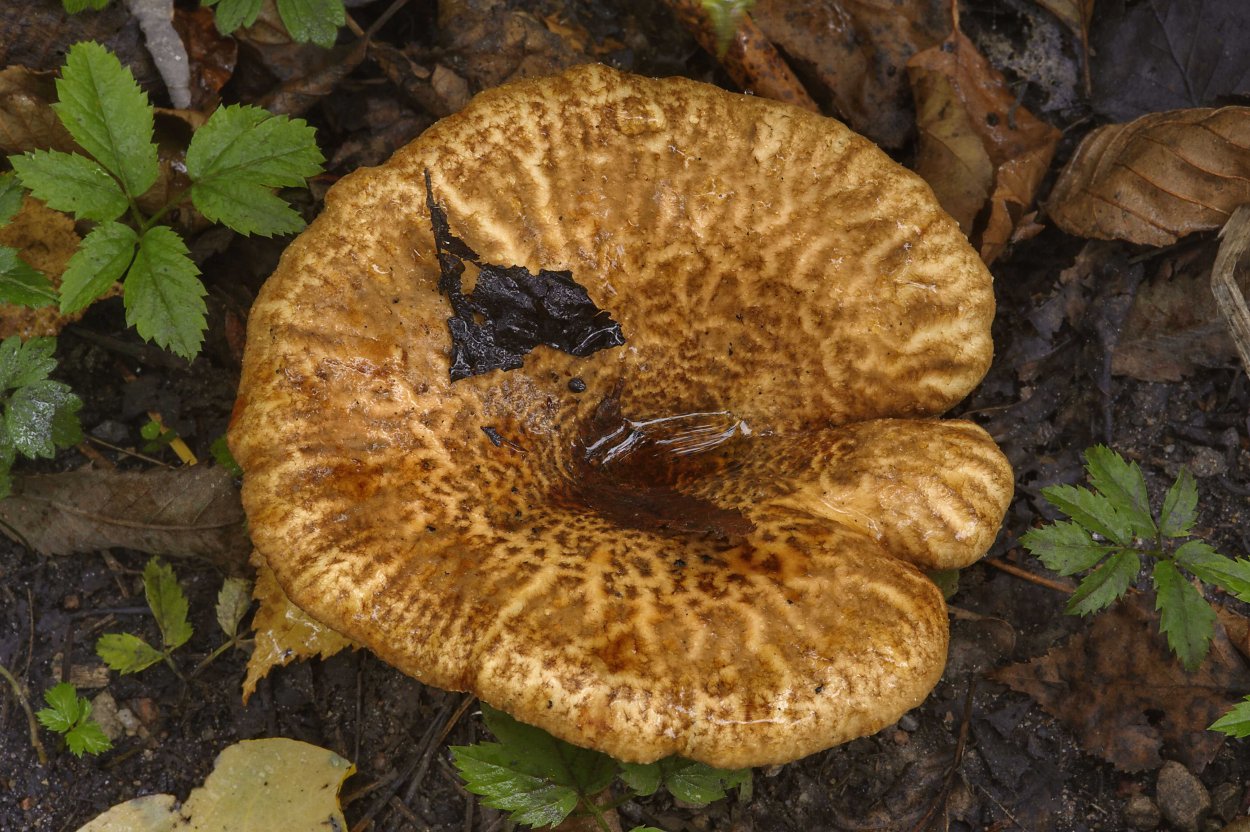 Свинушка Paxillus rubicundulus