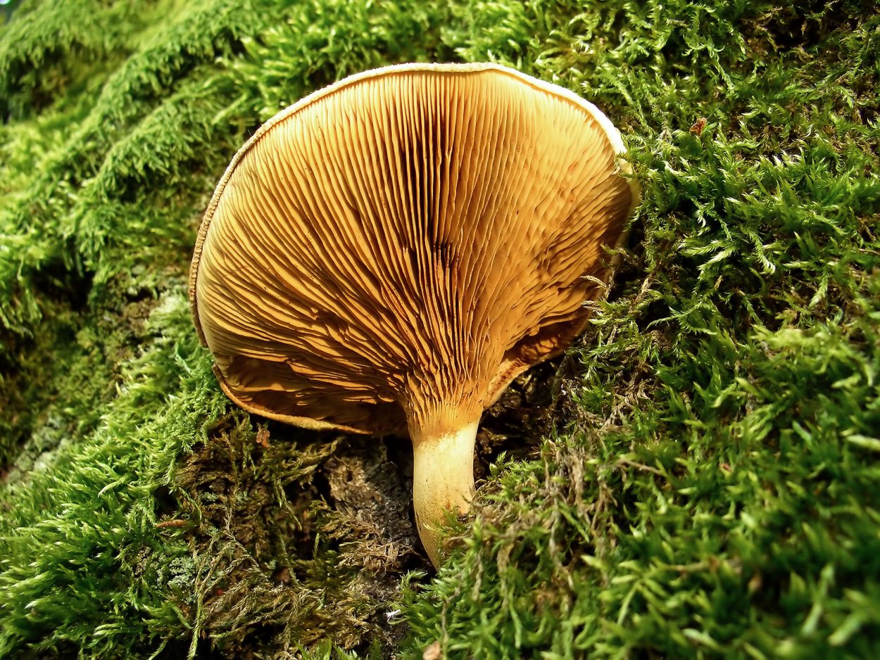 Свинушка тонкая ядовитый гриб