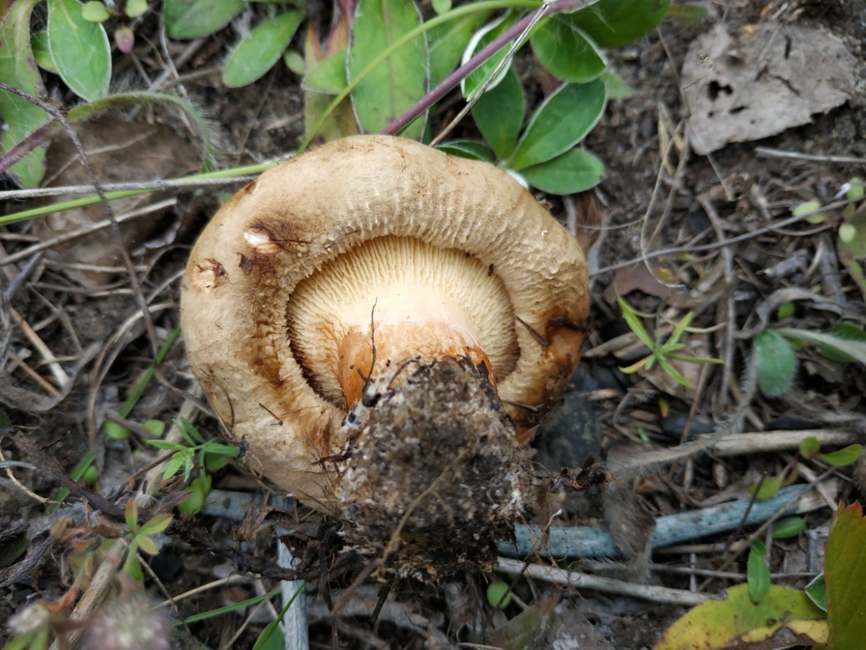 Свинушка обыкновенная