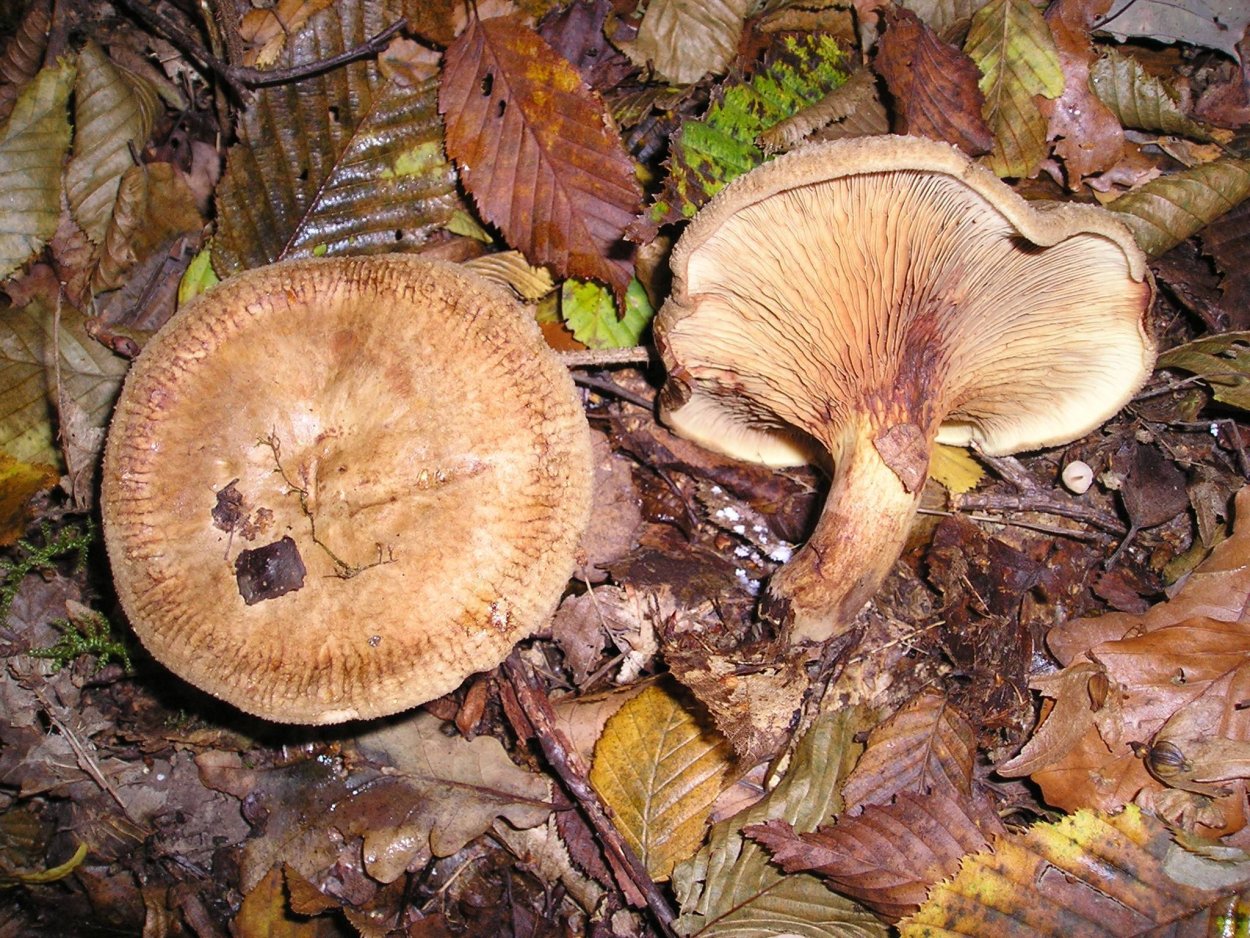Свинушка тонкая Paxillus involutus
