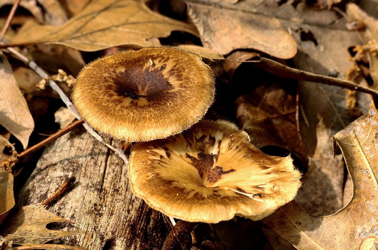 Ольховая свинушка (Paxillus filamentosus)