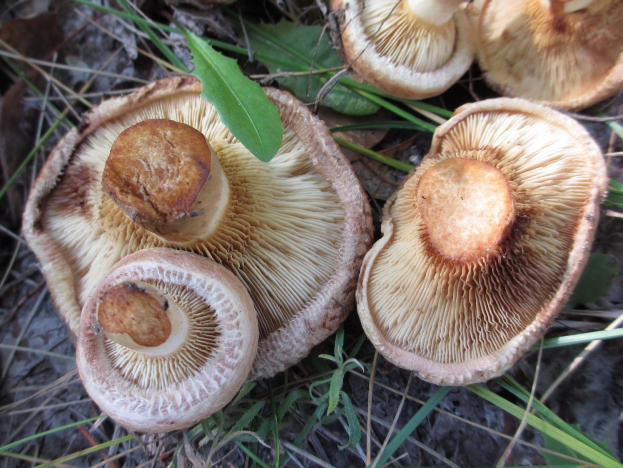 Свинушка толстая гриб