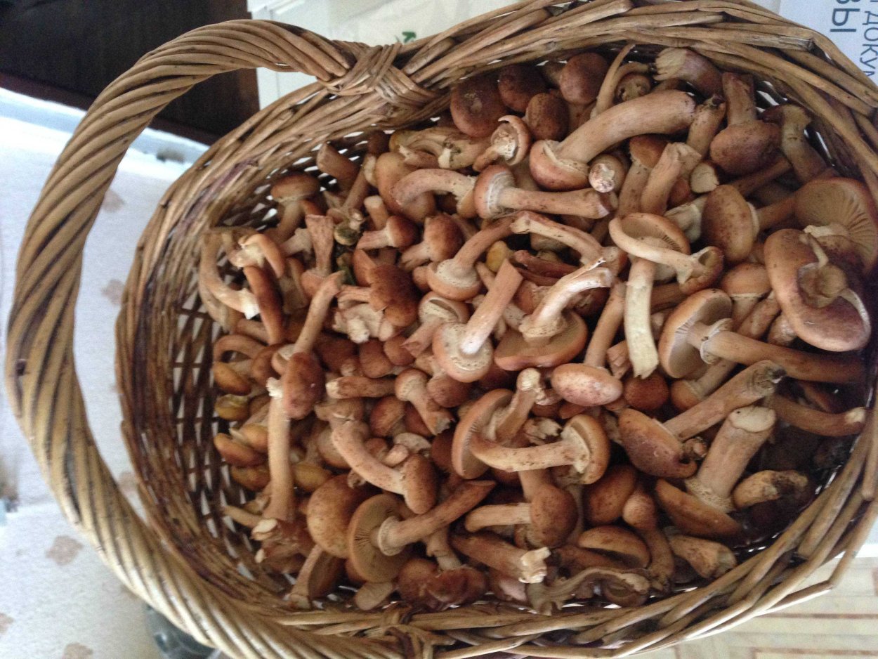 Ольховая свинушка (Paxillus filamentosus)