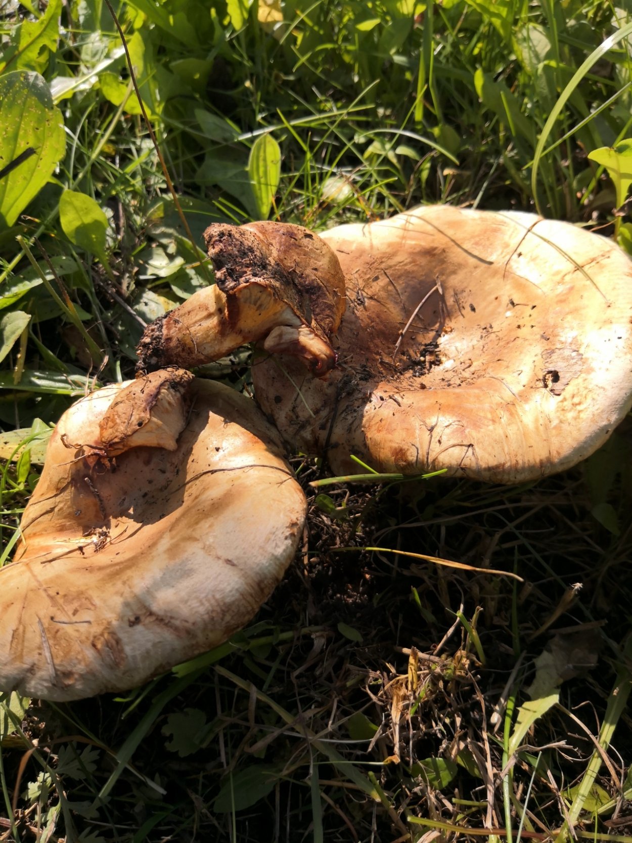 Свинушка тапинелла