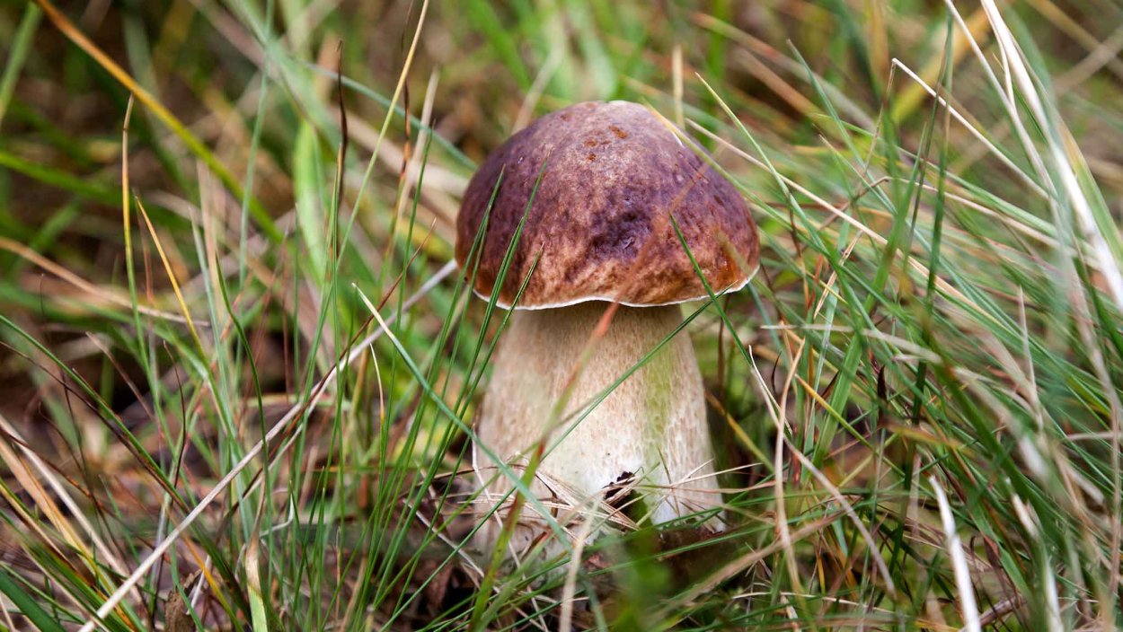 Белый Крымский гриб