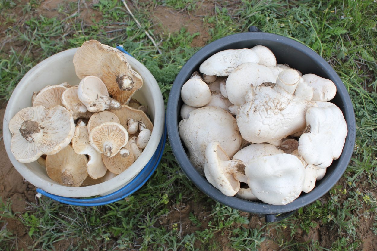 Грибы в Крыму сейчас
