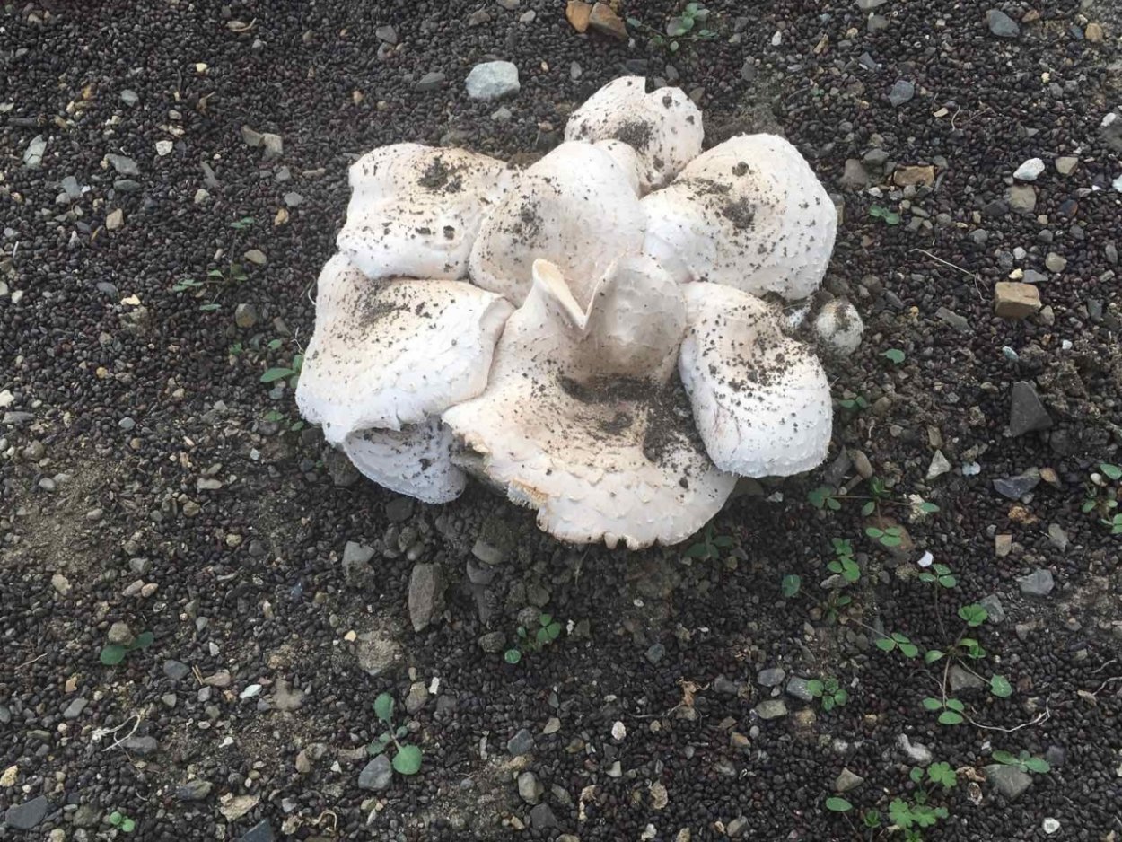 Грибы Крыма