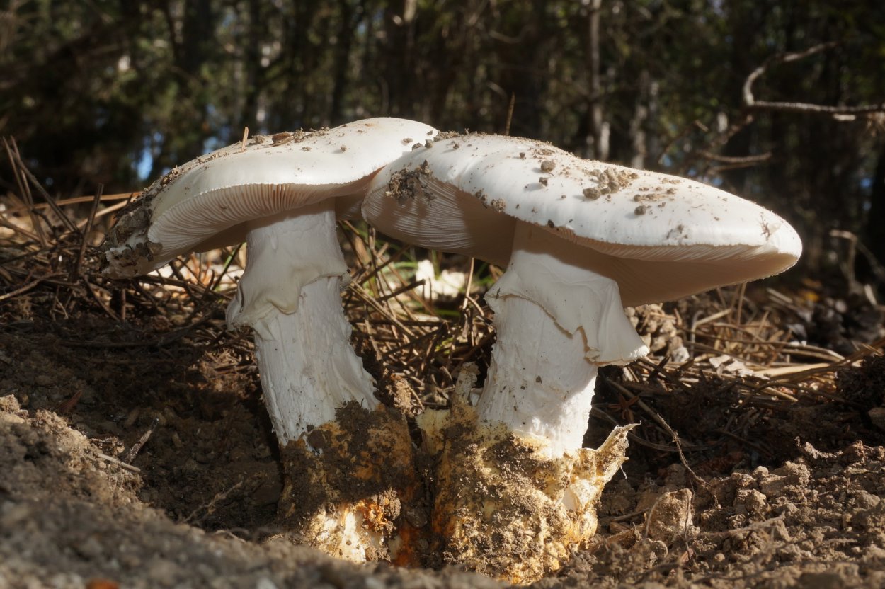 Гриб Крымский шампиньон