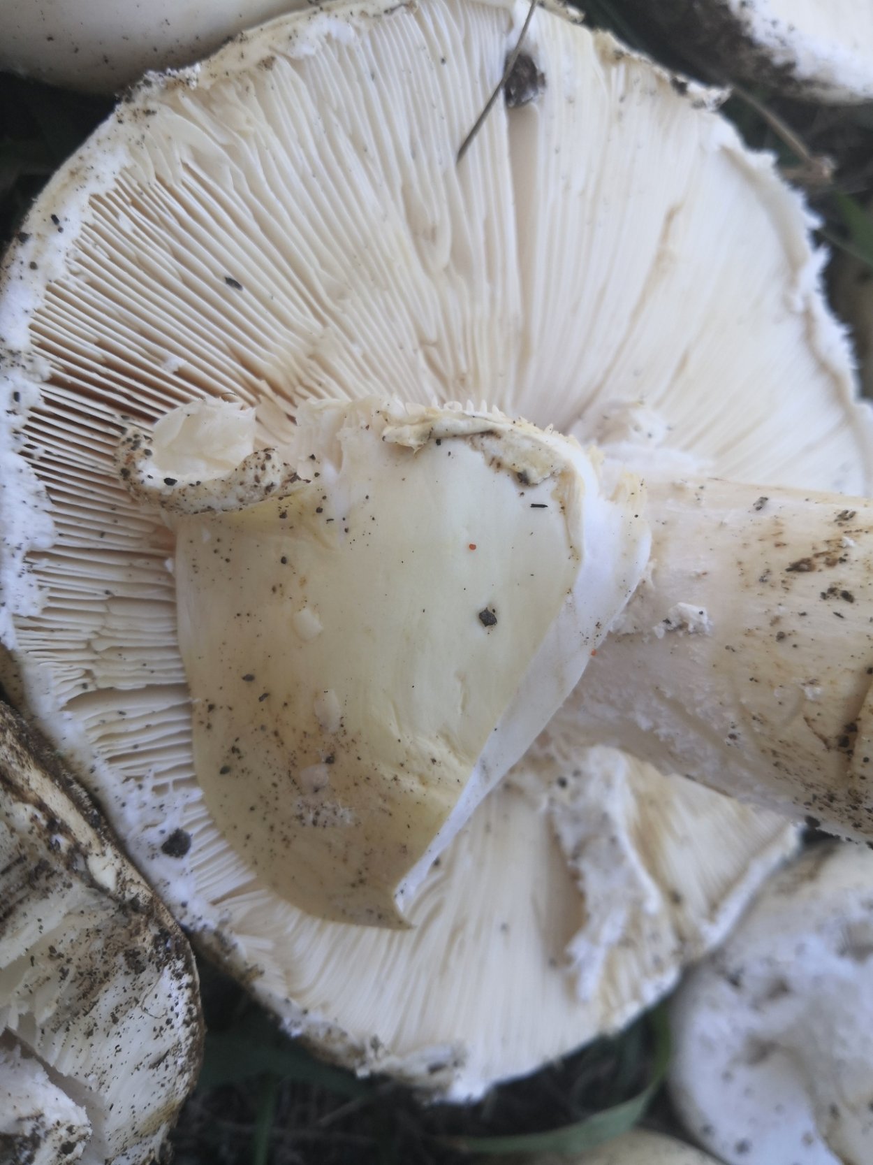 Гриб Боровик Фехтнера