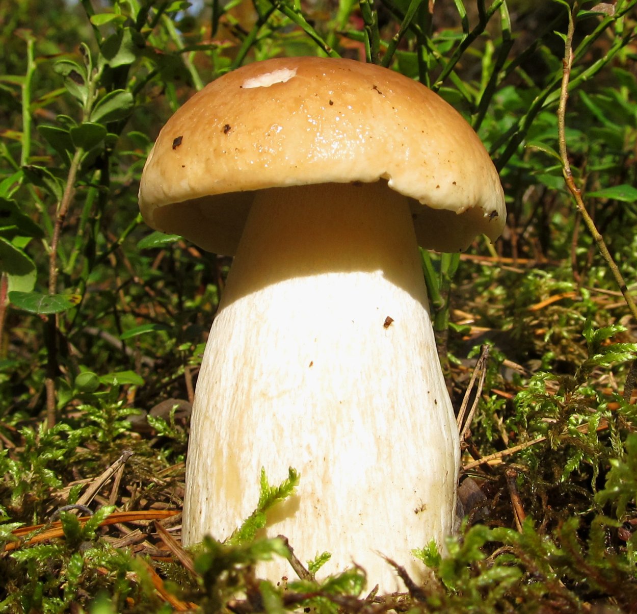 Белый горный гриб Крым