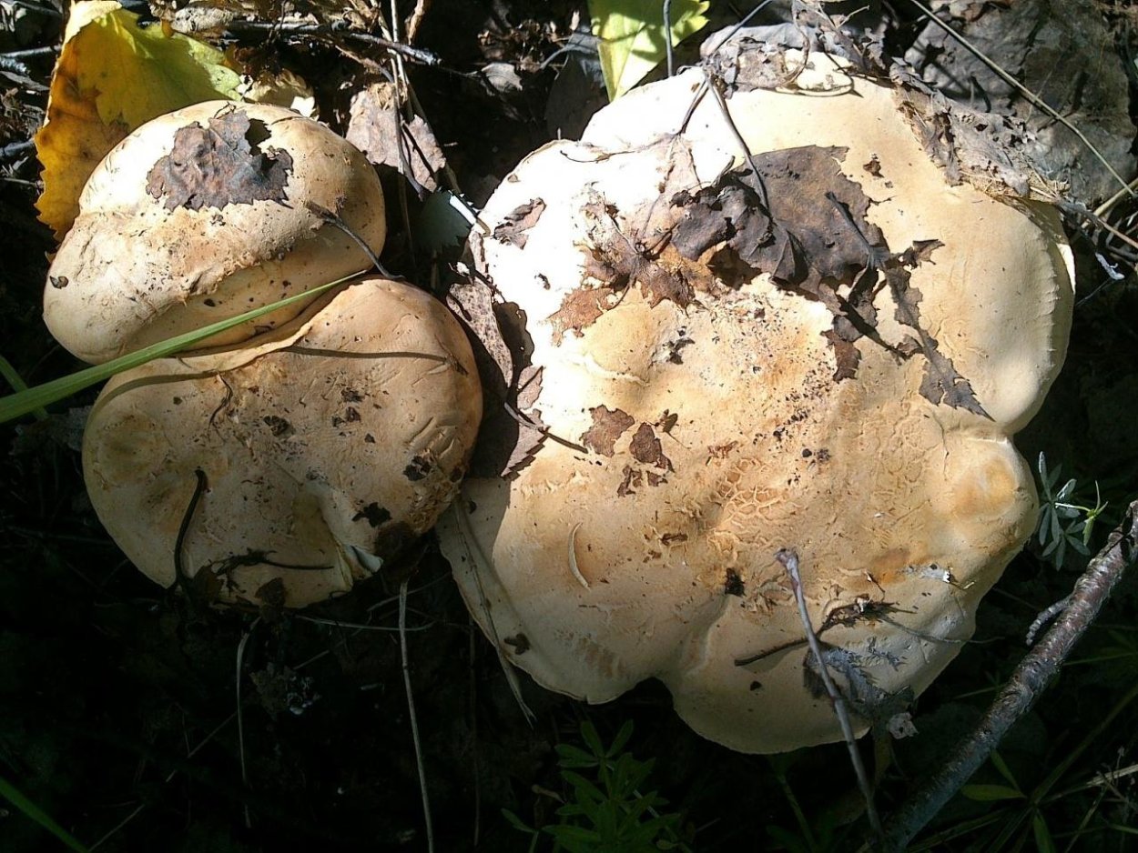 Белый Степной гриб в Крыму