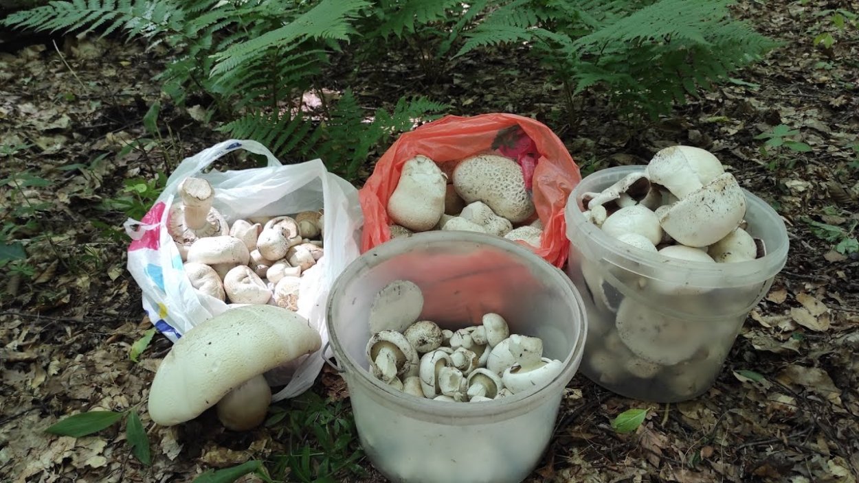 Белый Степной гриб в Крыму