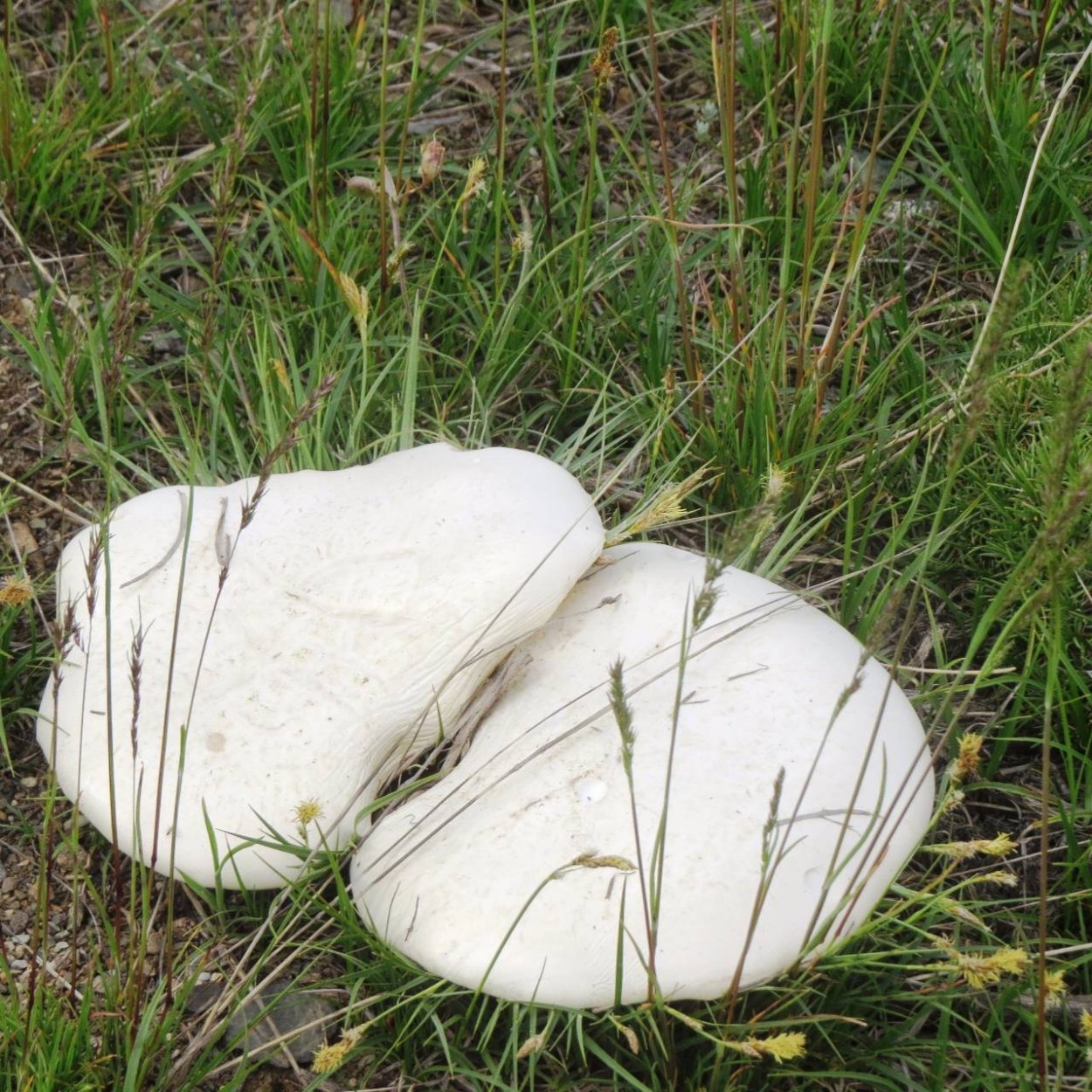 Крымский белый горный гриб