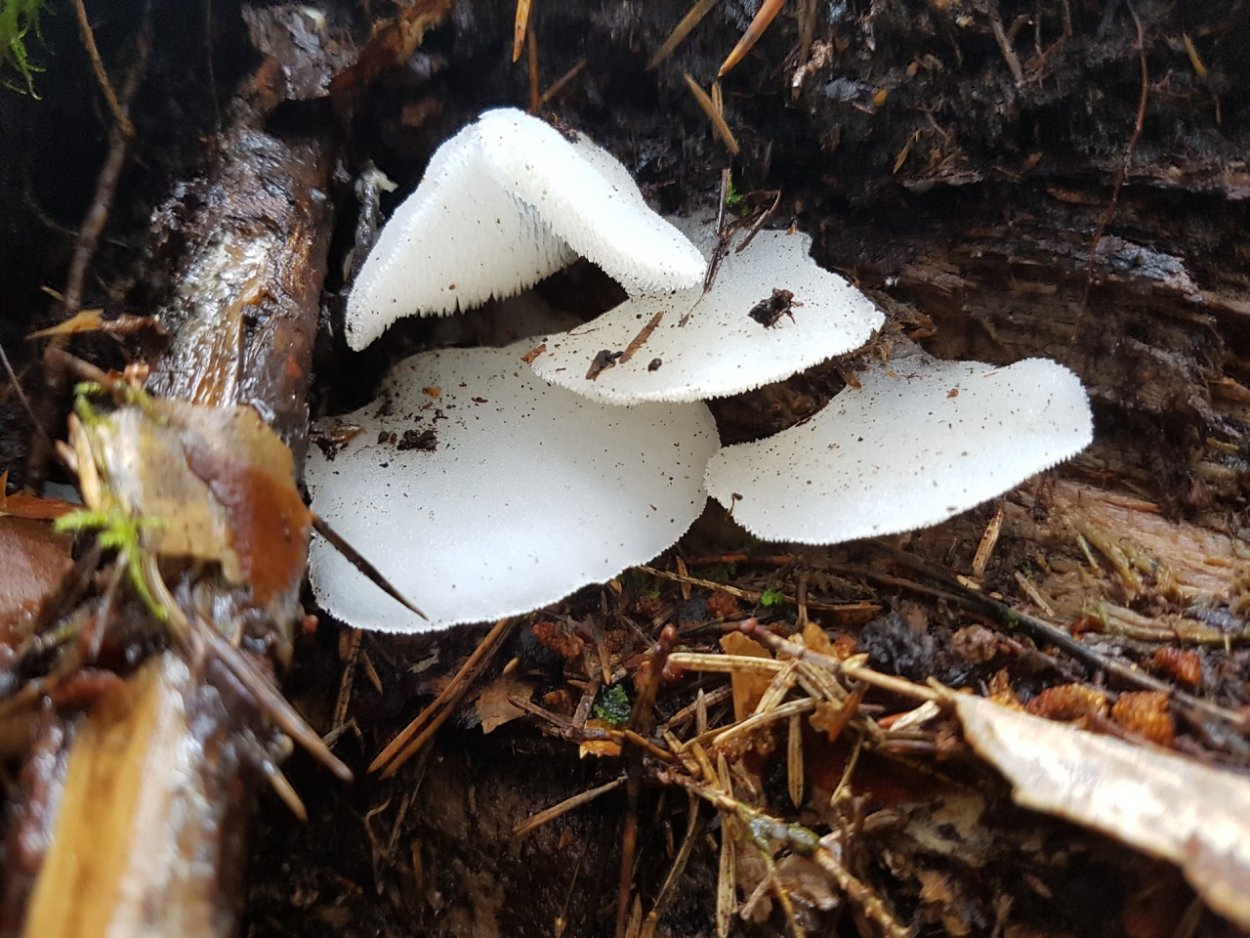 Крымский белый горный гриб
