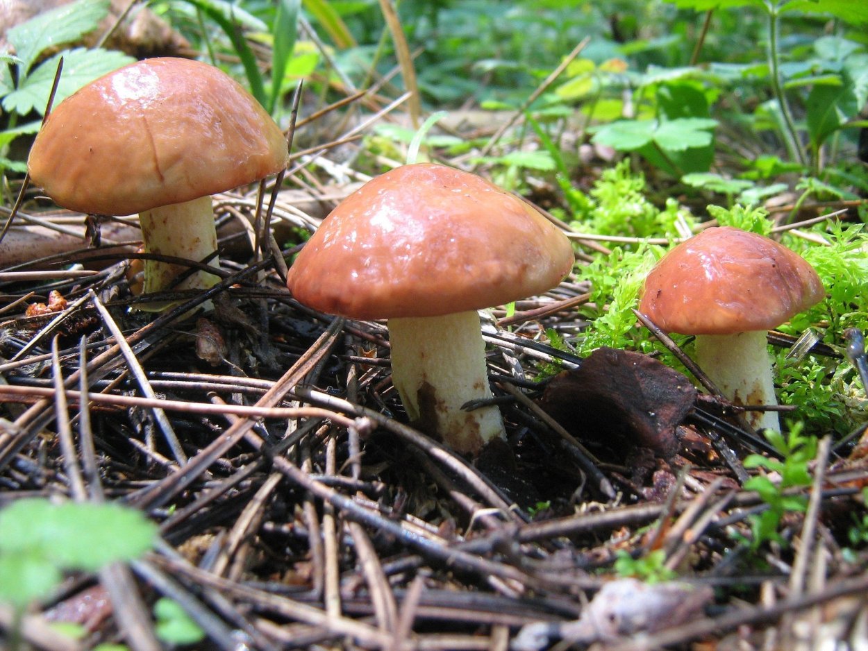 Боровик масленок