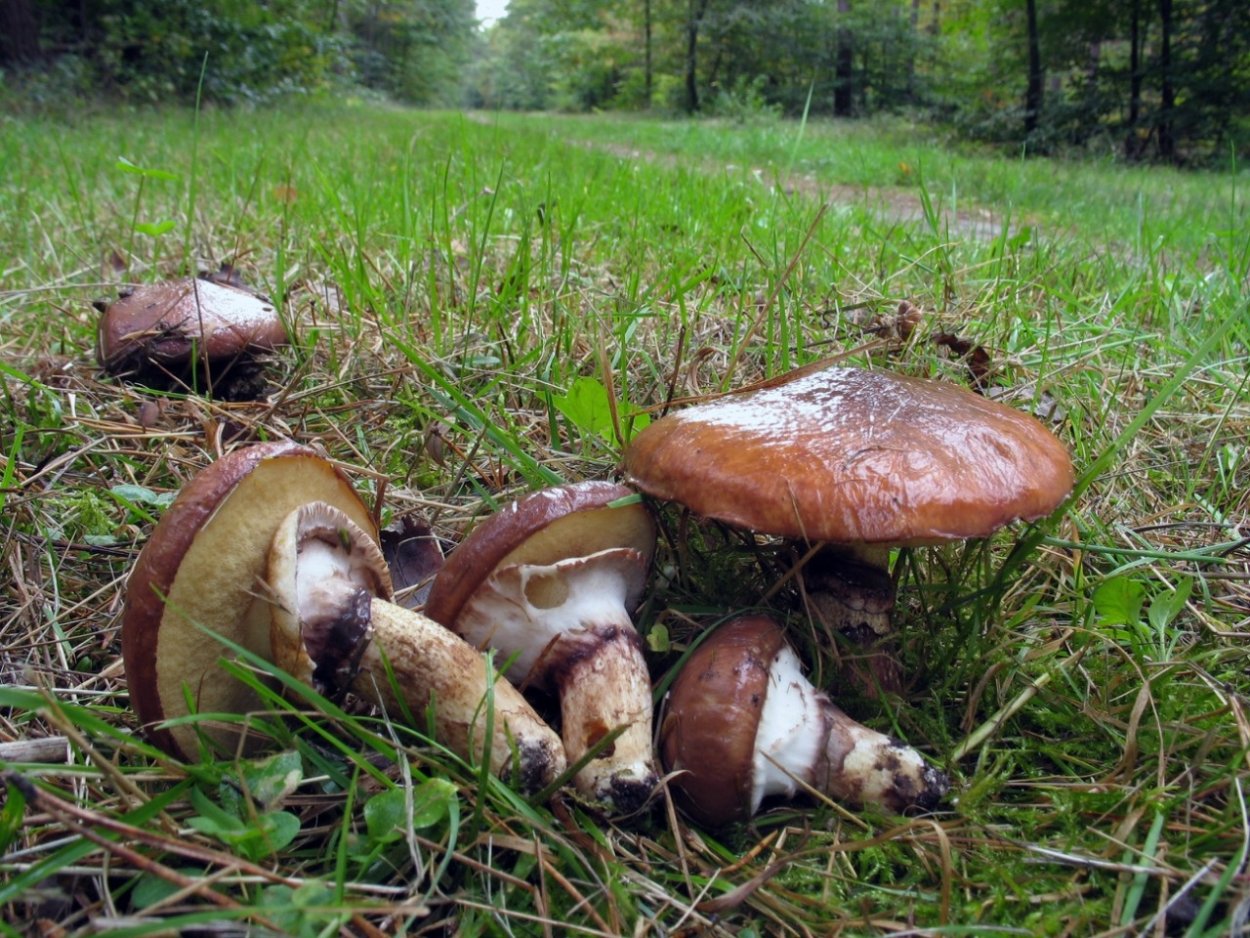 Масленок Suillus luteus