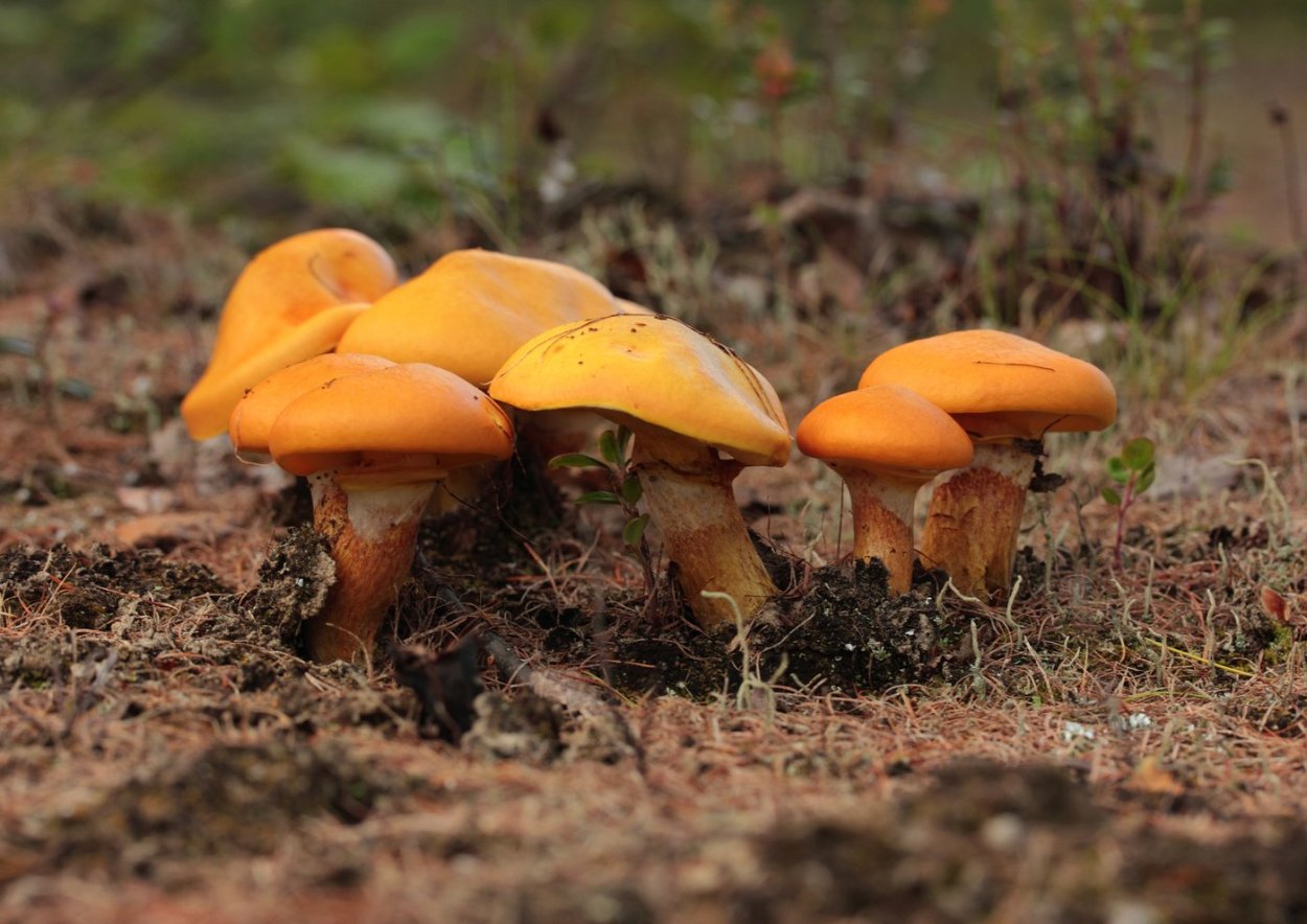 Оранжевые маслята