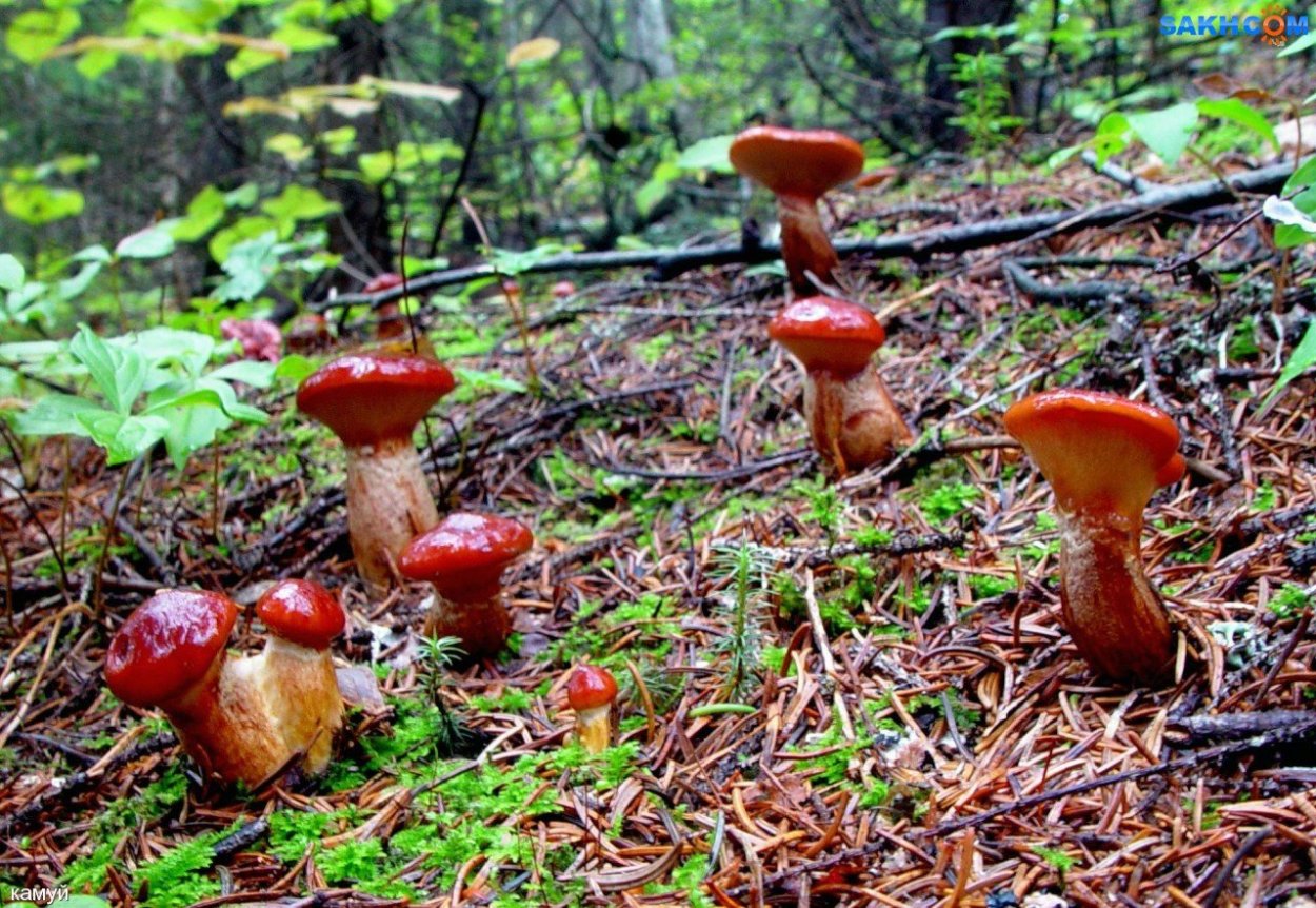 Грибы Ямала маслята