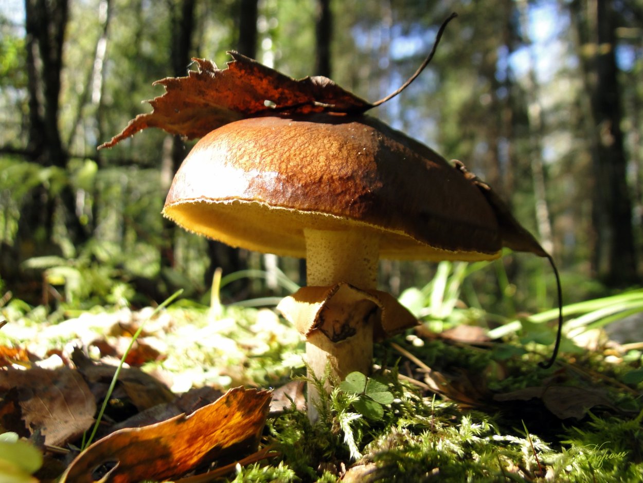 Маслята грибы осенние