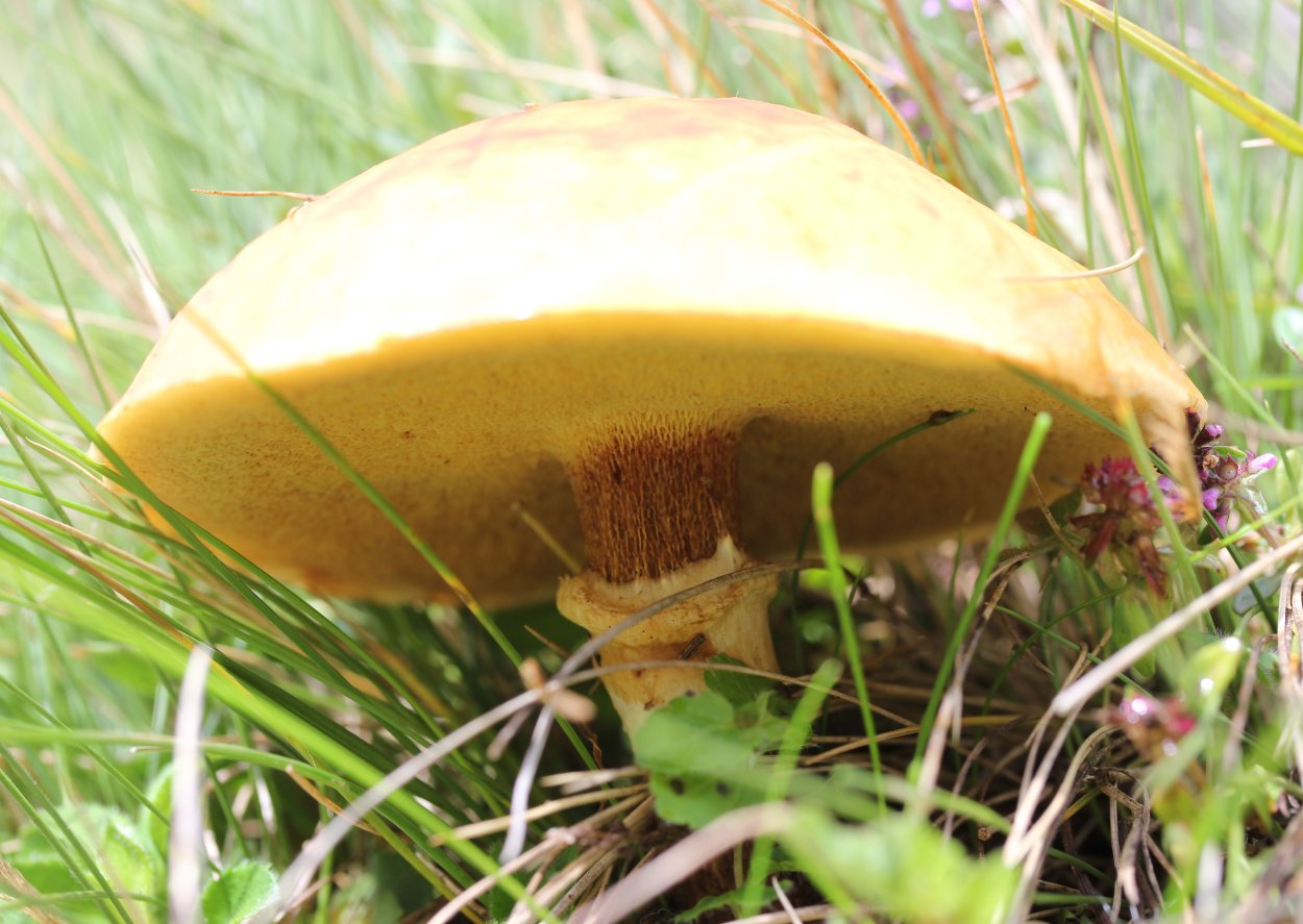 Масленок Пихтовый Suillus abietunus