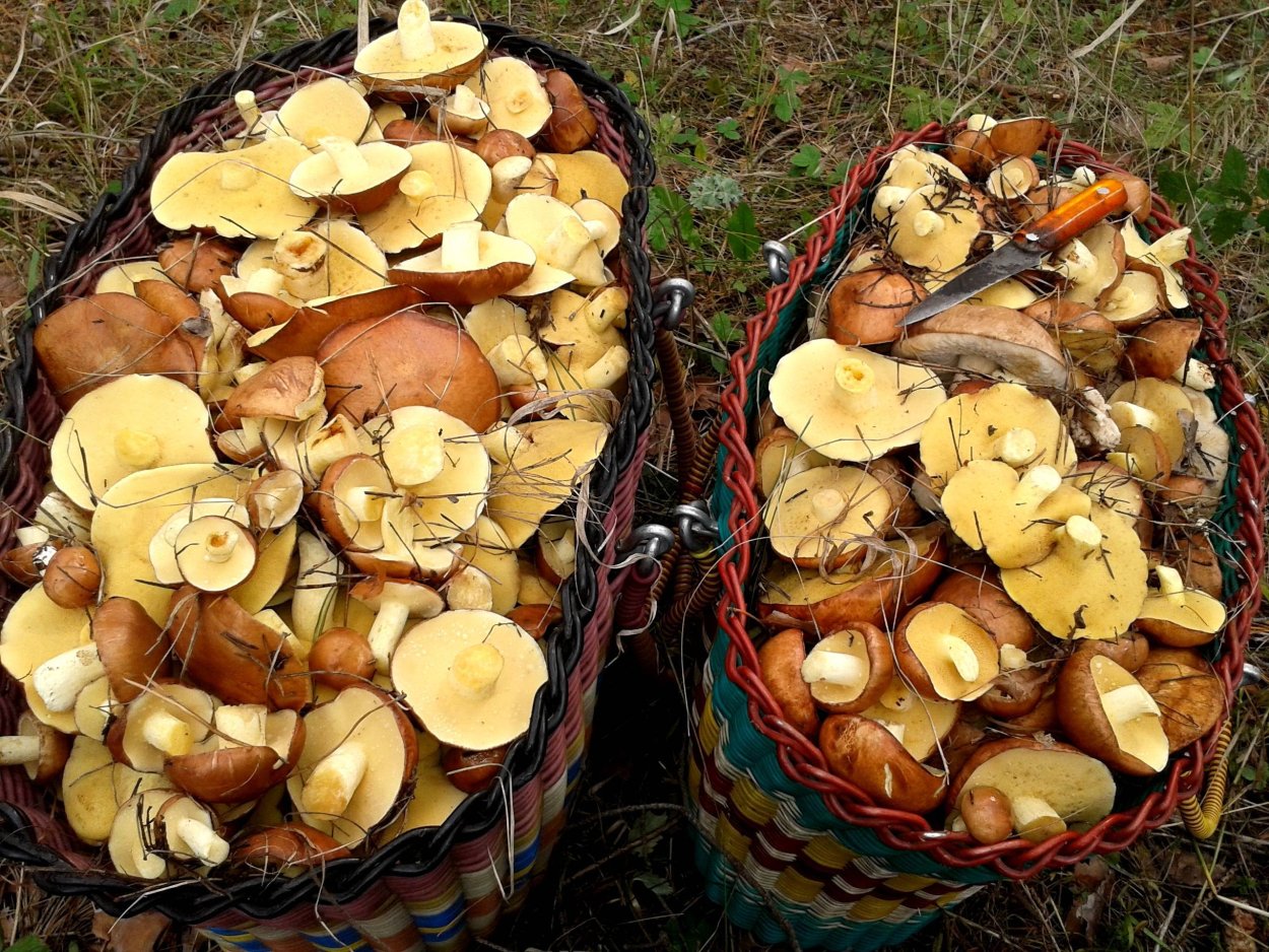 Опята шампиньоны маслята