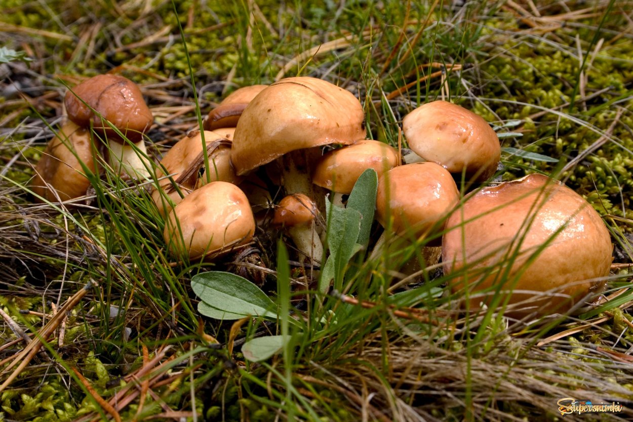 Маслята грибы и рядовки