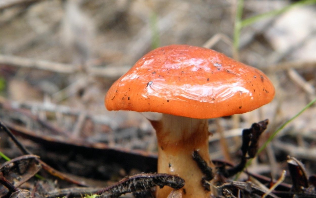 Оранжевые маслята