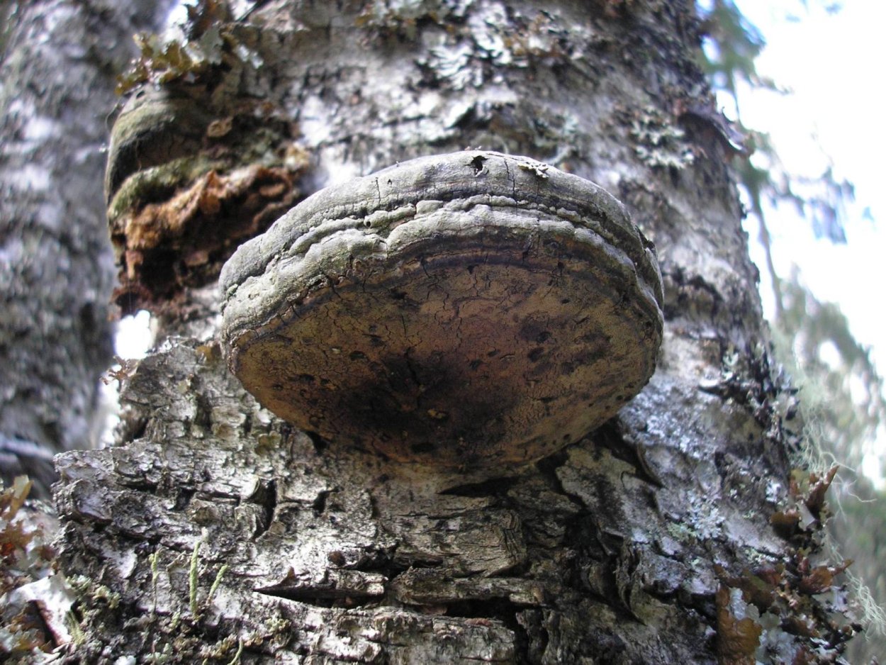 Грибы разрушающие древесину название