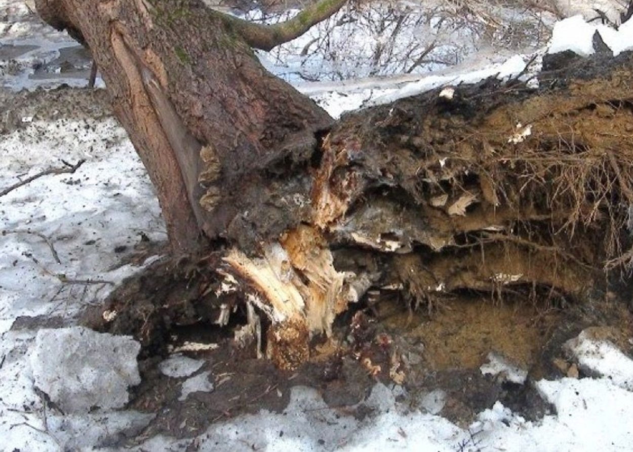 Ризина волнистая (Rhizina undulata)