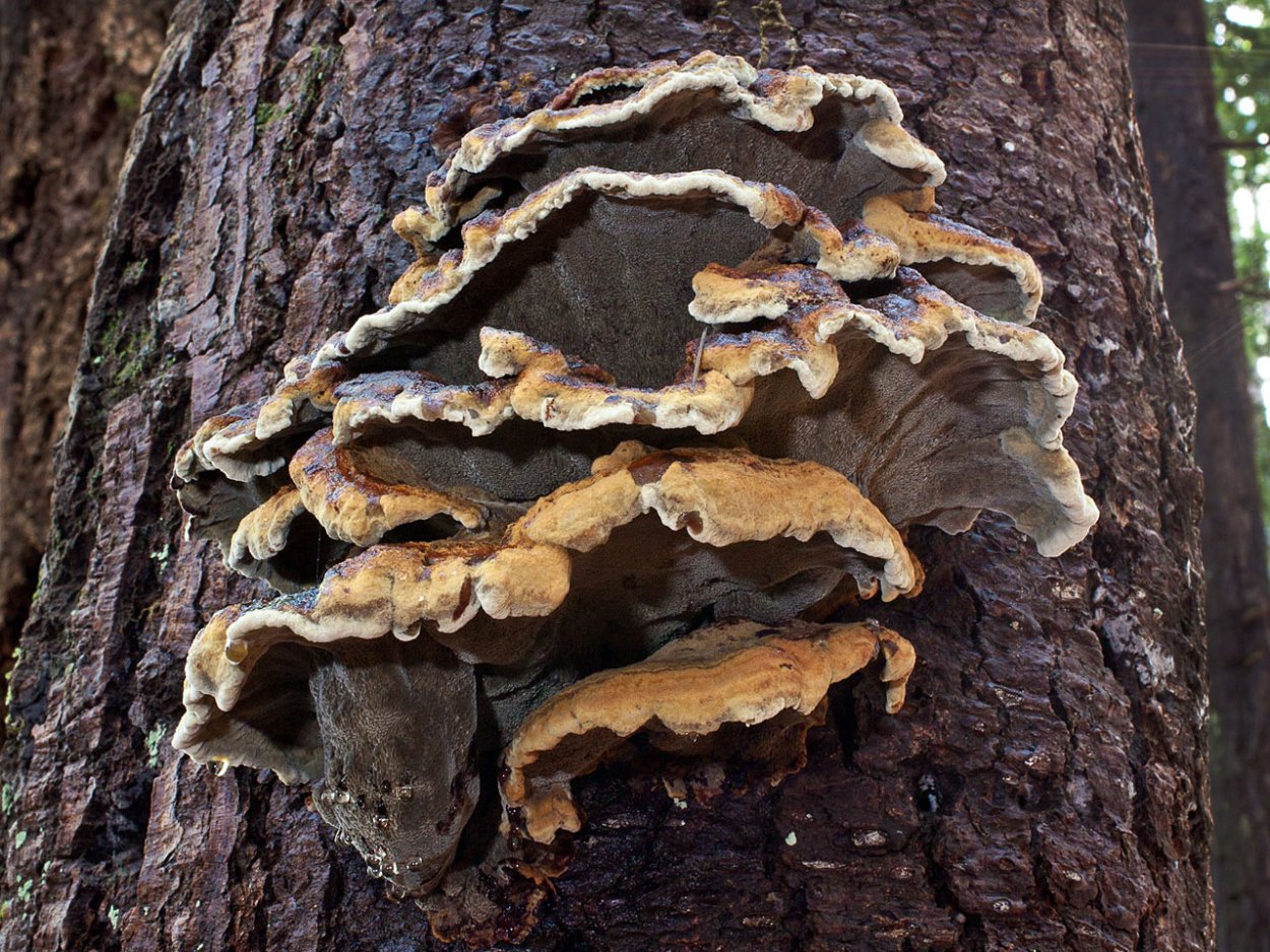 Копытообразные плодовые тела грибов