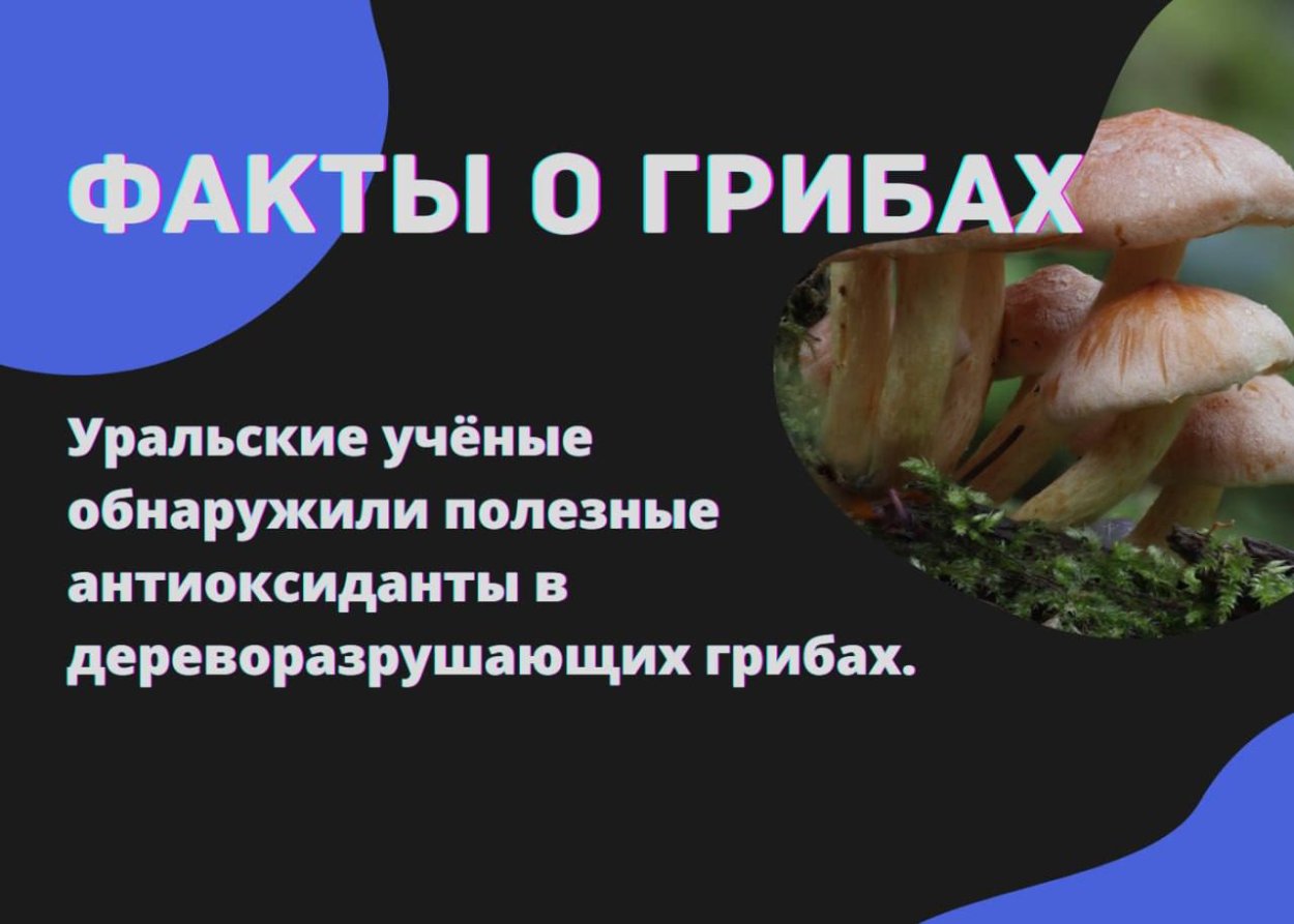 Грибы трутовики Phellinus igniarius