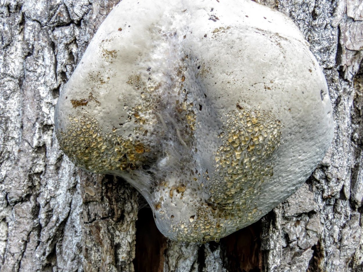 Домовый гриб Serpula Lacrymans