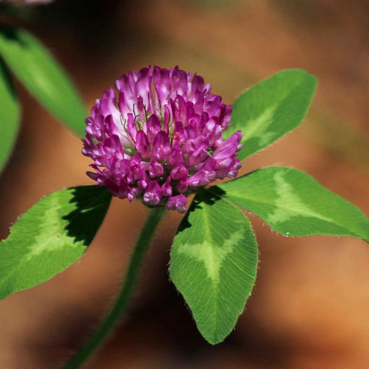 Красный Клевер кислый