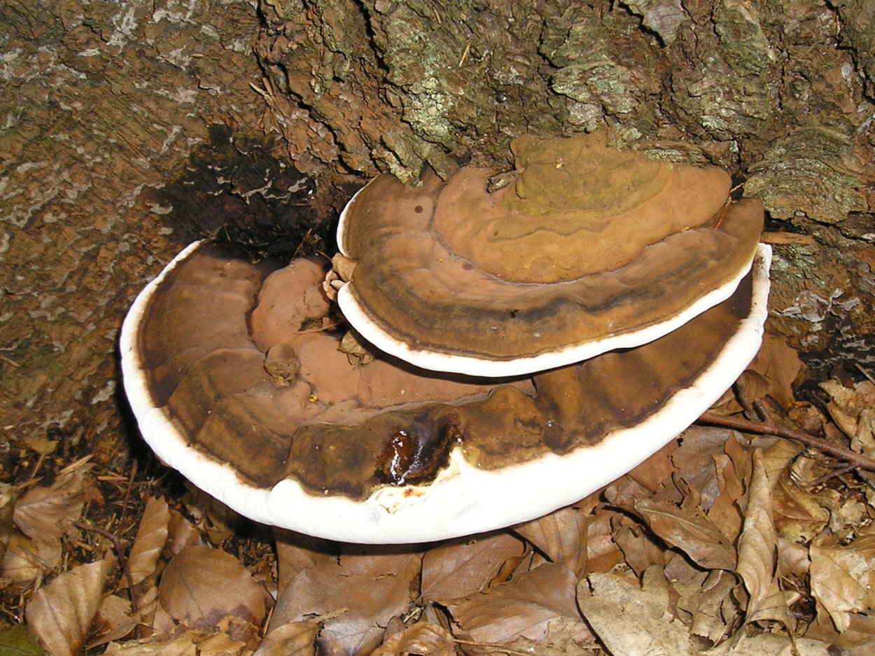 Трутовик берёзовый