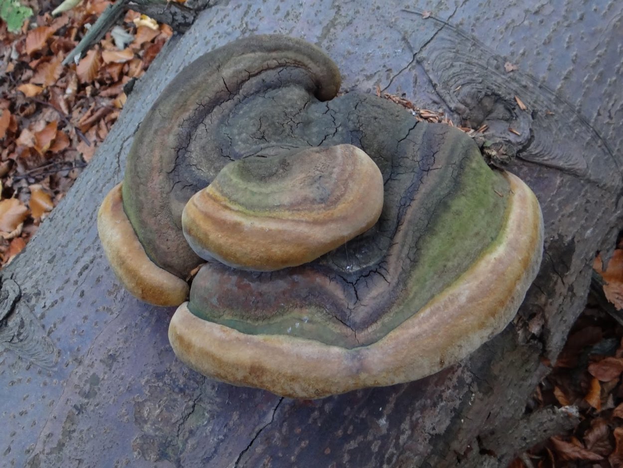 Мокрый гриб