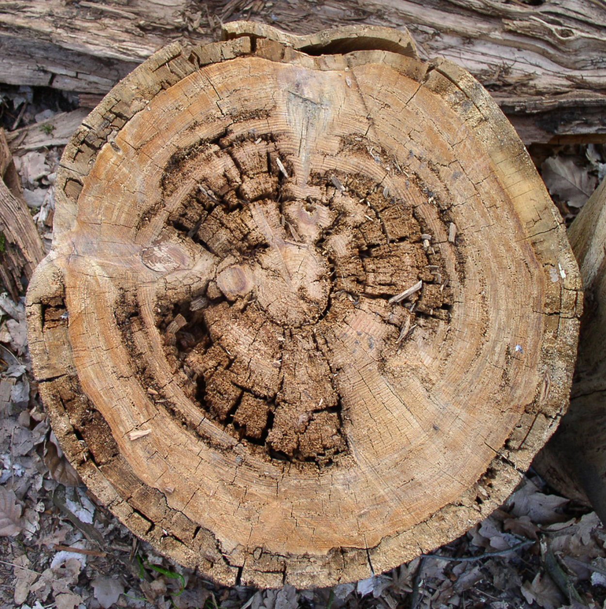 Грибы мультяшные дизайнерские