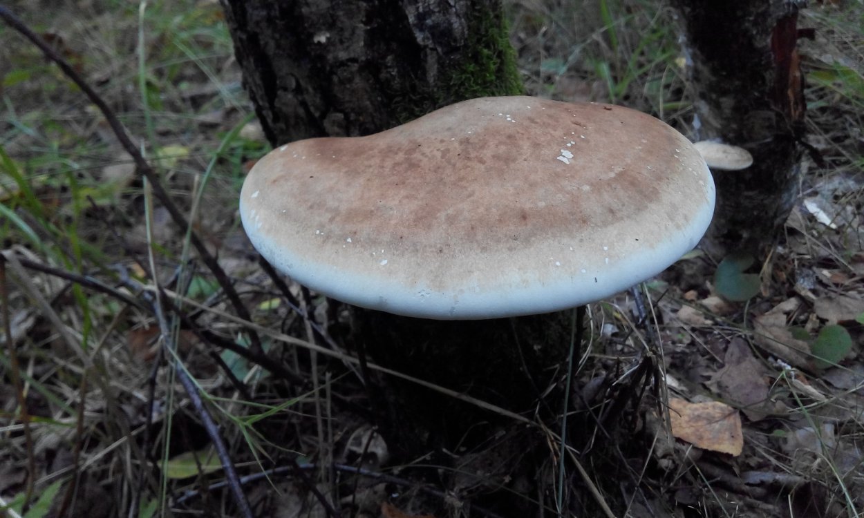 Heterobasidion annosum